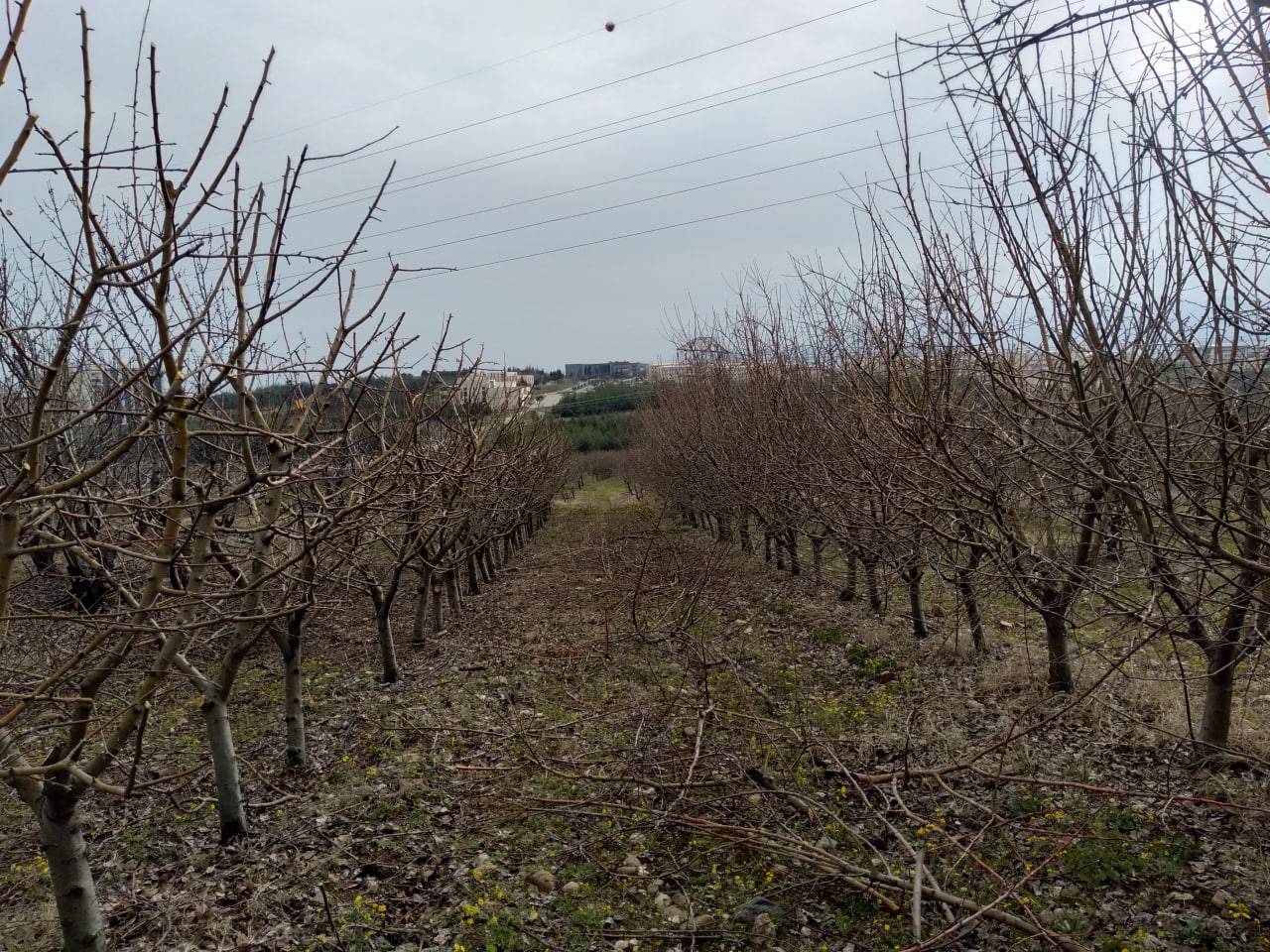 Budama Etkinliğimizden