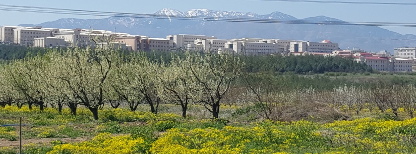 Kiraz Bahçesi, Avşar Yerleşkesi